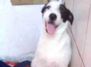 Cachorro raça Indefinida  idade  nome Zoe e Atena 