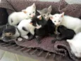 Gatinhos 