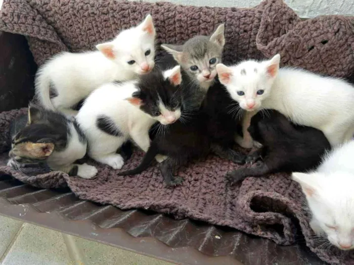 Gato ra a  idade Abaixo de 2 meses nome Gatinhos 