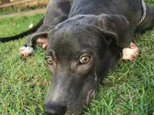 Cachorro raça Não identificada idade  nome Jorge