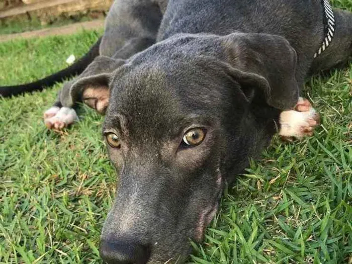 Cachorro ra a Não identificada idade  nome Jorge