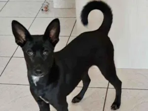 Cachorro raça SRD idade 2 a 6 meses nome SOFIA