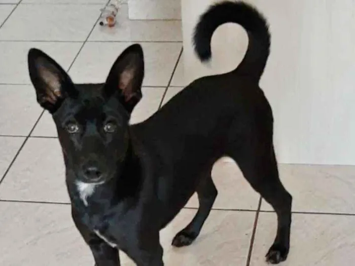 Cachorro ra a SRD idade 2 a 6 meses nome SOFIA