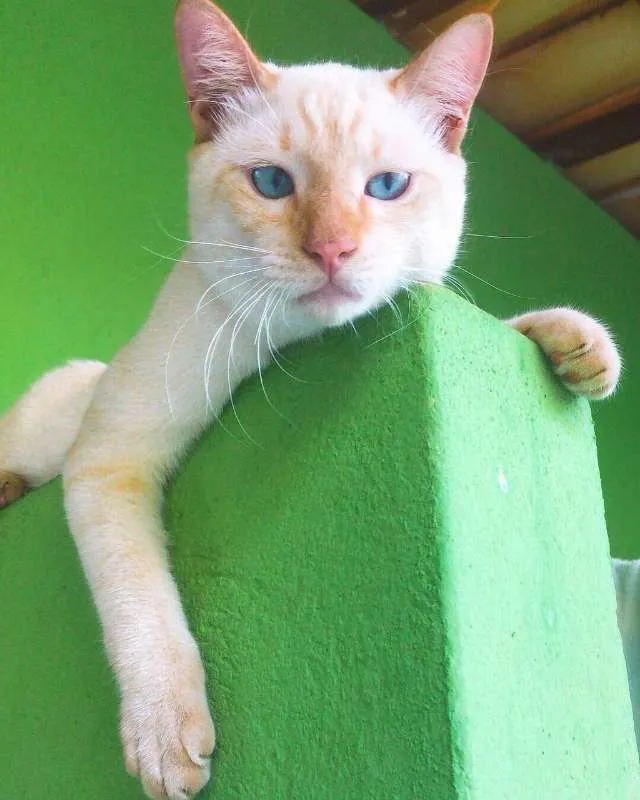 Gato ra a SRD idade 3 anos nome Kenai GRATIFICA
