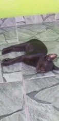 pingo de asfalto