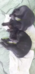 pingo de asfalto