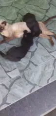 pingo de asfalto