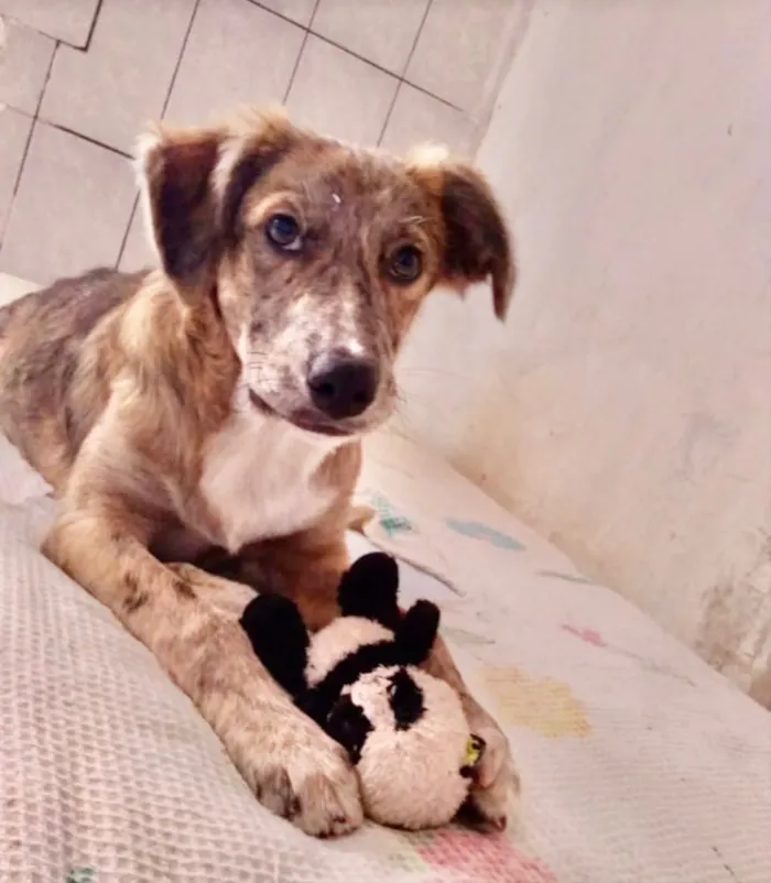 Cachorro ra a SRD idade 1 ano nome Clara 