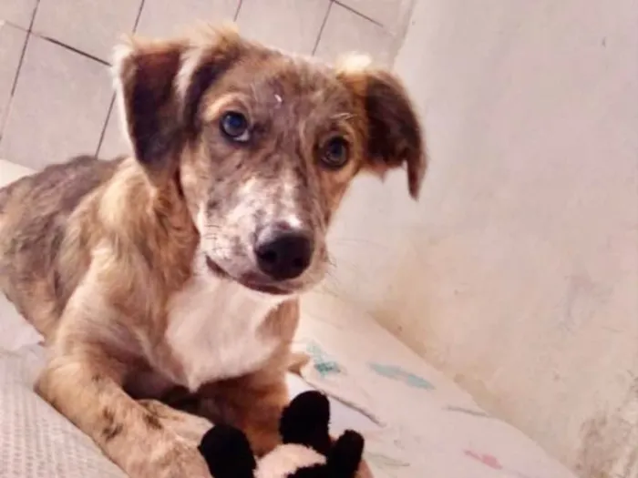Cachorro ra a SRD idade 1 ano nome Clara 