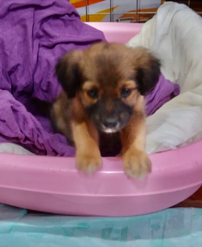 Cachorro ra a Mestiça  idade 2 a 6 meses nome Lady 