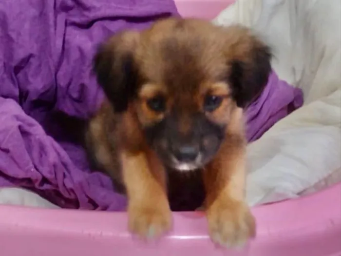 Cachorro ra a Mestiça  idade 2 a 6 meses nome Lady 