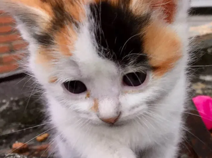 Gato raça SRD idade Abaixo de 2 meses nome Manu