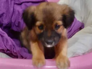 Cachorro raça Mestiça  idade 2 a 6 meses nome Lady 