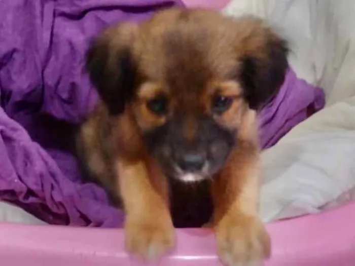 Cachorro ra a Mestiça  idade 2 a 6 meses nome Lady 