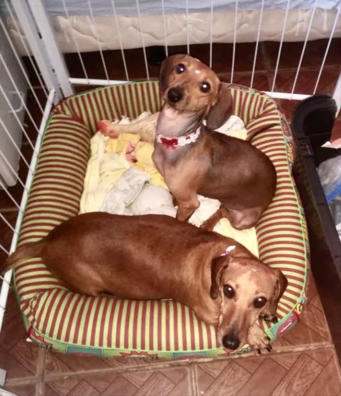 Cachorro ra a Cofap idade 1 ano nome Bia e Bela 