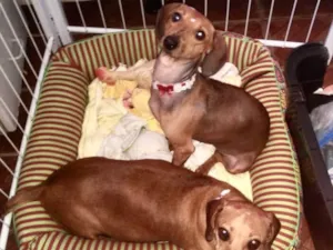 Cachorro raça Cofap idade 1 ano nome Bia e Bela 