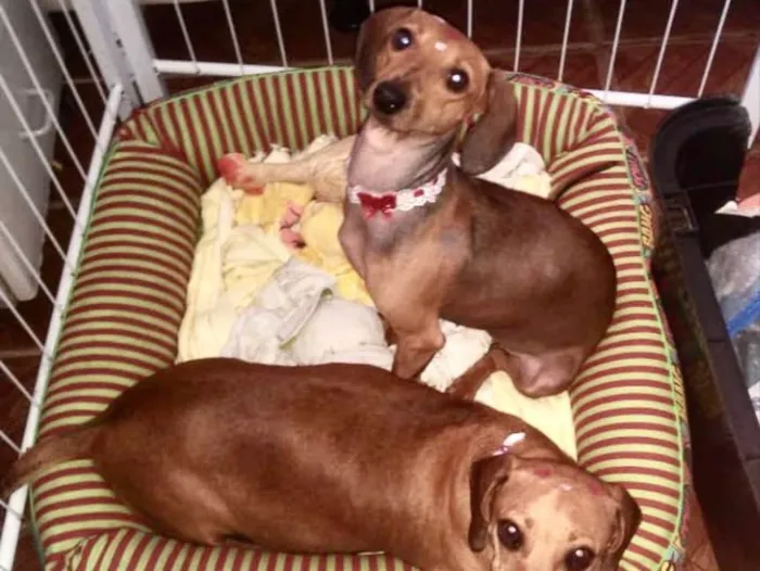 Cachorro ra a Cofap idade 1 ano nome Bia e Bela 