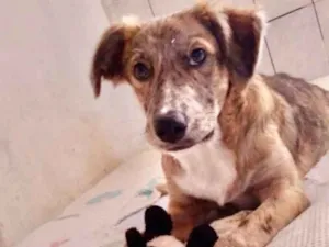 Cachorro raça SRD idade 1 ano nome Clara 