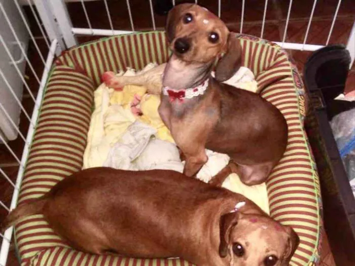 Cachorro ra a Cofap idade 1 ano nome Bia e Bela 