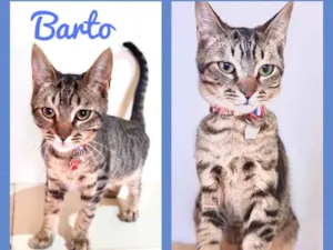 Gato raça Srd idade 2 a 6 meses nome Barto