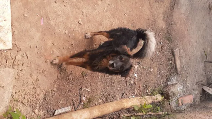 Cachorro ra a Cão lobo  idade 2 anos nome Bilu