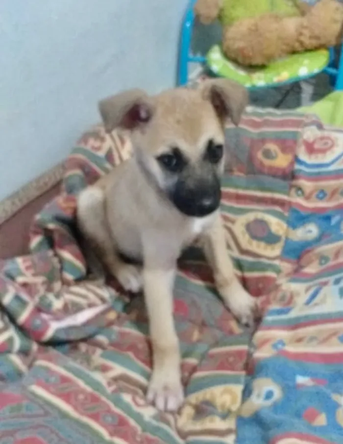 Cachorro ra a SRD idade 2 a 6 meses nome Penelope 