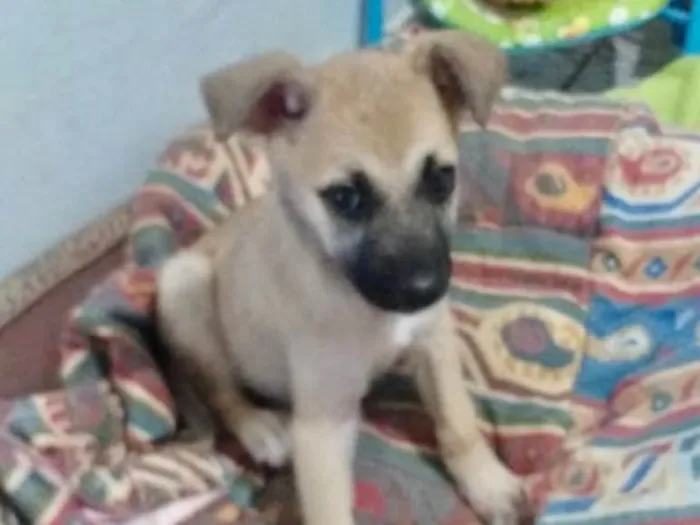 Cachorro ra a SRD idade 2 a 6 meses nome Penelope 