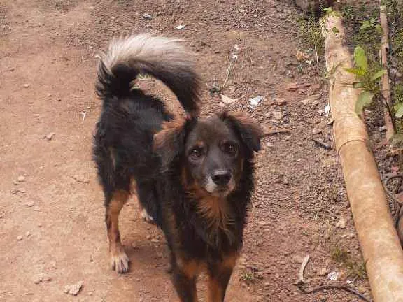 Cachorro ra a Cão lobo  idade 2 anos nome Bilu