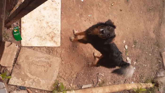 Cachorro ra a Cão lobo  idade 2 anos nome Bilu