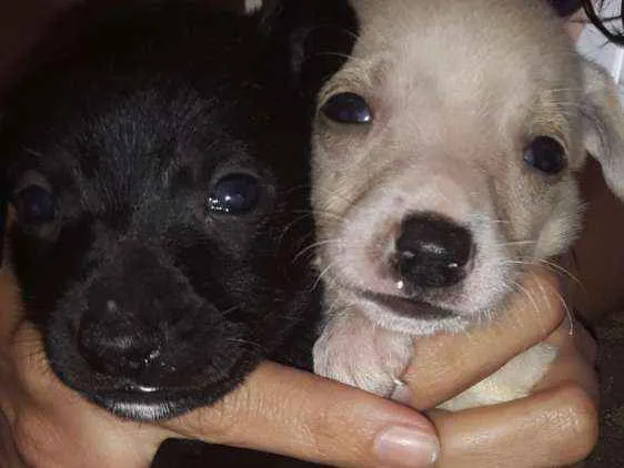 Cachorro ra a Indefinida idade Abaixo de 2 meses nome (nao tem)