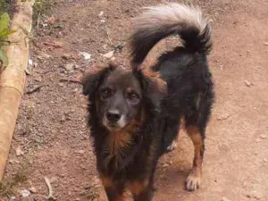 Cachorro raça Cão lobo  idade 2 anos nome Bilu