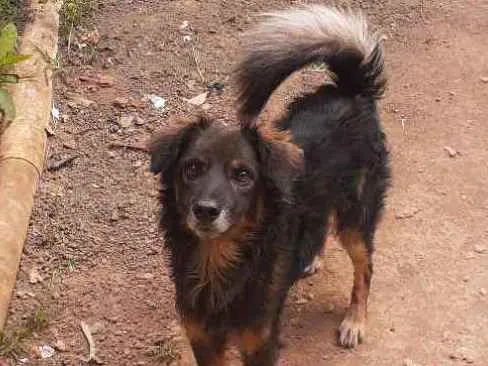 Cachorro ra a Cão lobo  idade 2 anos nome Bilu