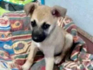 Cachorro raça SRD idade 2 a 6 meses nome Penelope 