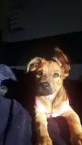 Bela