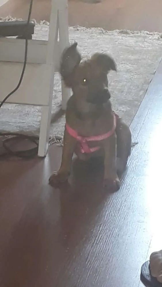 Cachorro ra a Sem raça definida idade 2 a 6 meses nome Bela