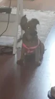 Bela