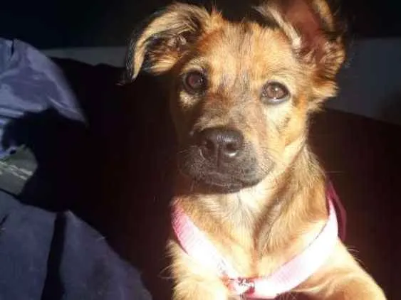 Cachorro ra a Sem raça definida idade 2 a 6 meses nome Bela
