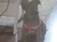 Bela