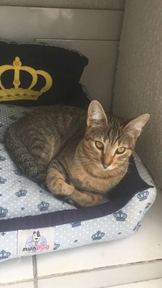 Gato raça Srd idade 2 a 6 meses nome Nala