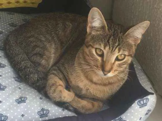 Gato raça Srd idade 2 a 6 meses nome Nala