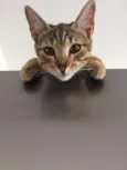 Nala