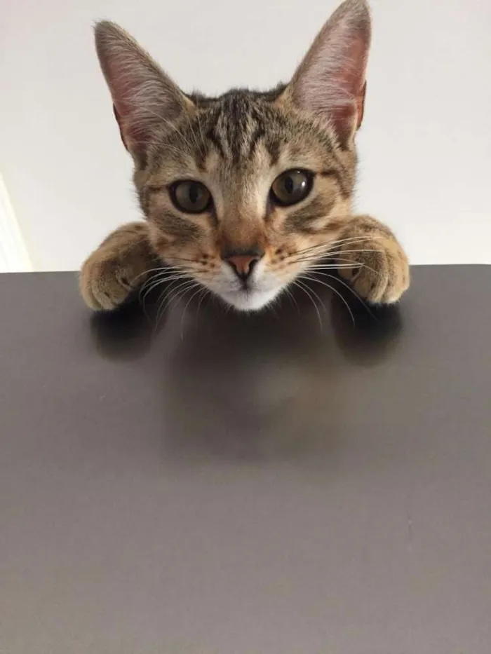 Gato raça Srd idade 2 a 6 meses nome Nala