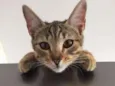 Nala