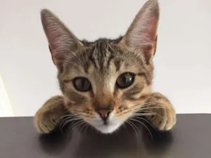 Gato raça Srd idade 2 a 6 meses nome Nala