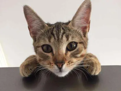Gato raça Srd idade 2 a 6 meses nome Nala