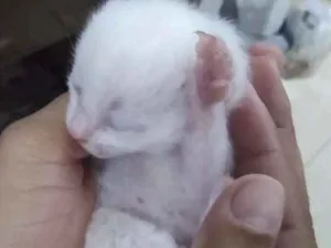 Gato raça Srd idade Abaixo de 2 meses nome Sem nome