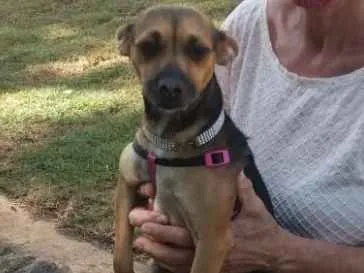 Cachorro ra a Srd idade 7 a 11 meses nome Chiquita