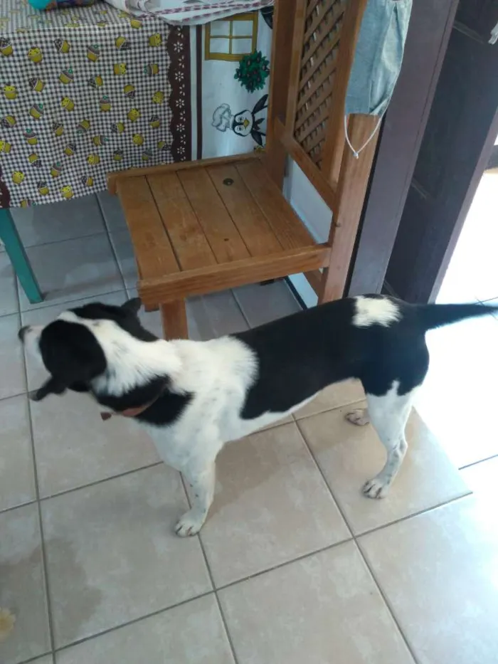 Cachorro ra a Não sei  idade 1 ano nome Ozzi