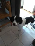 Ozzi