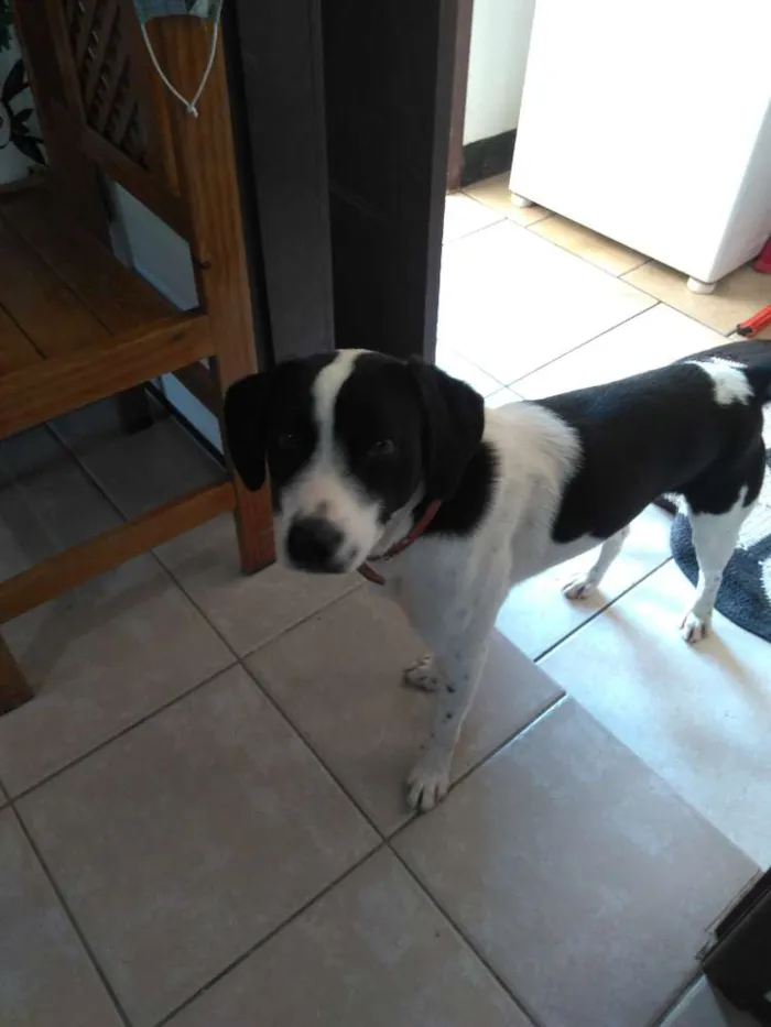 Cachorro ra a Não sei  idade 1 ano nome Ozzi